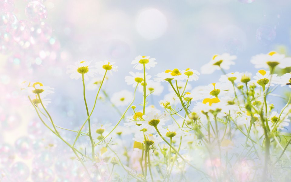 [wallcoo_com]_CG_Widescreen_Flowers_1920_HS104_350Aa