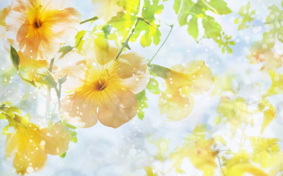 [wallcoo_com]_CG_Widescreen_Flowers_1920_HS105_350Aa