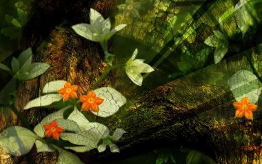 01_2989_Digital-illustration-flowers_wallcoo.com