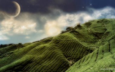 Plantation_wallcoo.com