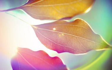 Rainbow_colours_of_sunshine_022