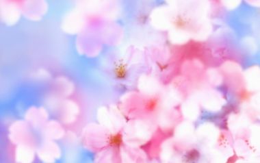 Dreamy Soft Focus Pink Cherry Blossom Background