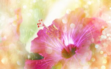 梦幻柔光粉色木槿花高清壁纸