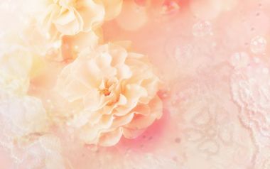 Dreamy Soft Pink Rose Close Up Wallpaper