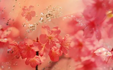 Dreamy Soft Focus Pink Cherry Blossoms Macro