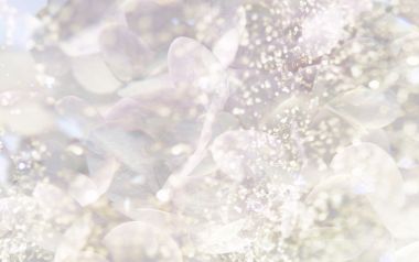 梦幻白色绣球花柔焦特写背景