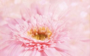梦幻柔焦粉色雏菊微距特写壁纸