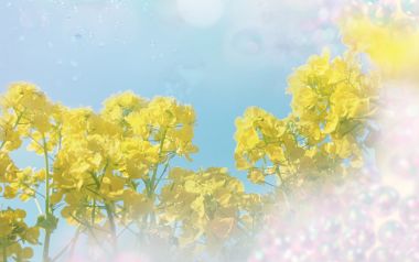 梦幻柔光下的油菜花田与蓝天