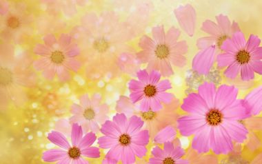 Dreamy Pink Cosmos Flowers Golden Bokeh Background