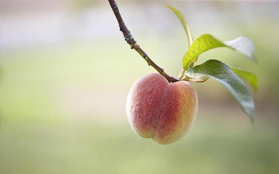 Ripe Fuzzy Peach Hanging On Branch Summer Harvest Closeup