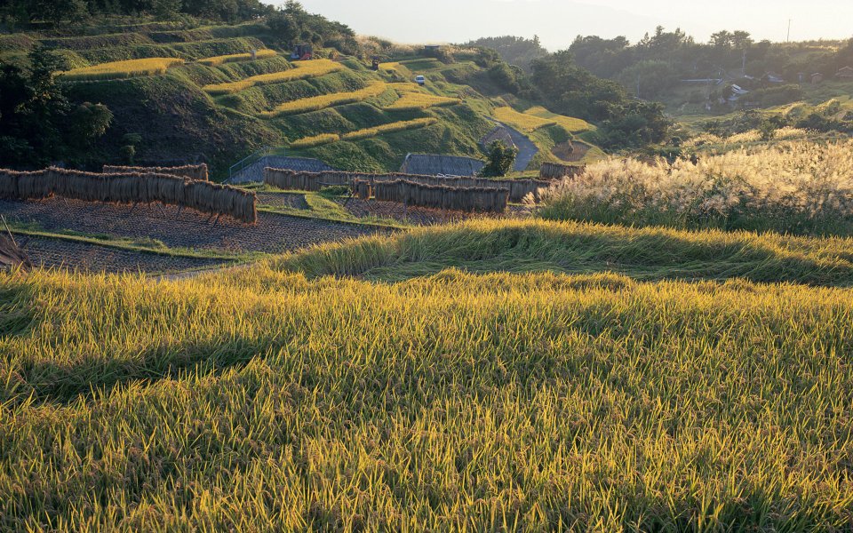 Japan Rural Terrace Paddy Harvest Sunset Scenery