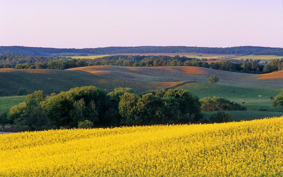 Harvest Season Rural Hills Rapeseed Field Sunset Landscape