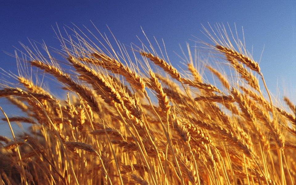 Golden Ripe Wheat Ears Under Clear Blue Sky Harvest Scene