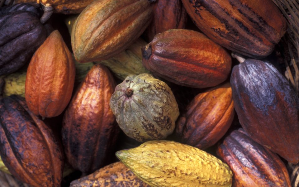 Colorful Cocoa Pods Harvest Closeup Photo