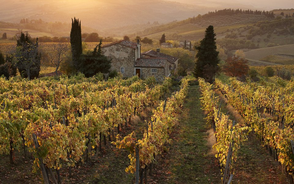 Tuscany Autumn Vineyard Sunset Landscape
