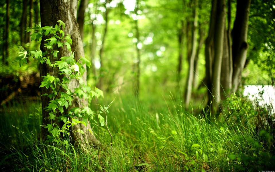 Fresh Green Spring Forest Natural Scenery Photography