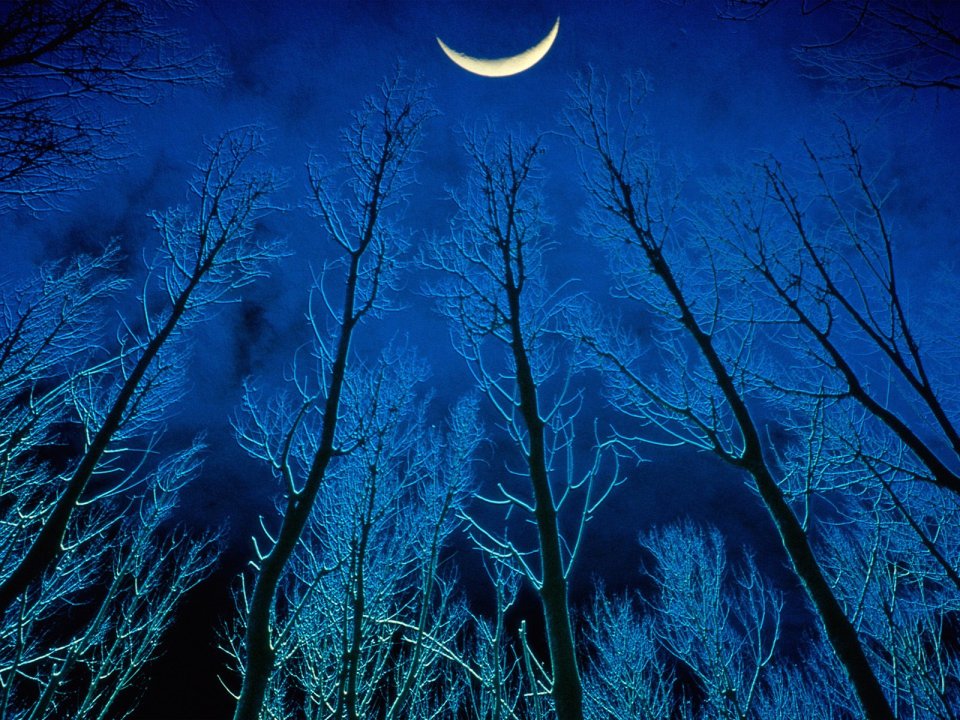 Crescent Moon Over Winter Forest Dark Blue Night Sky
