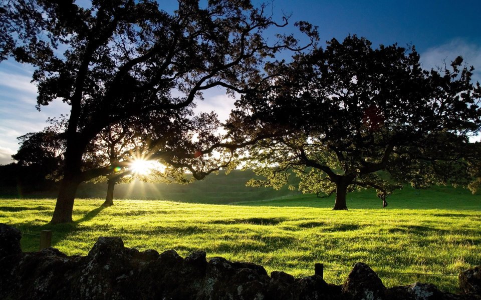 Evening Light Cornwall Park Auckland New Zealand