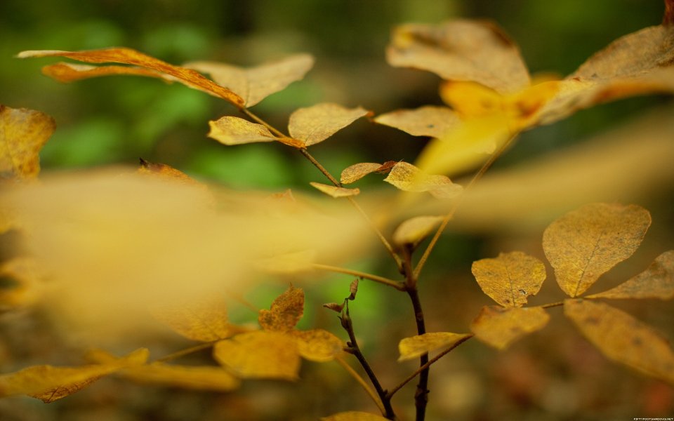 Autumn Forest Golden Leaves Macro Closeup