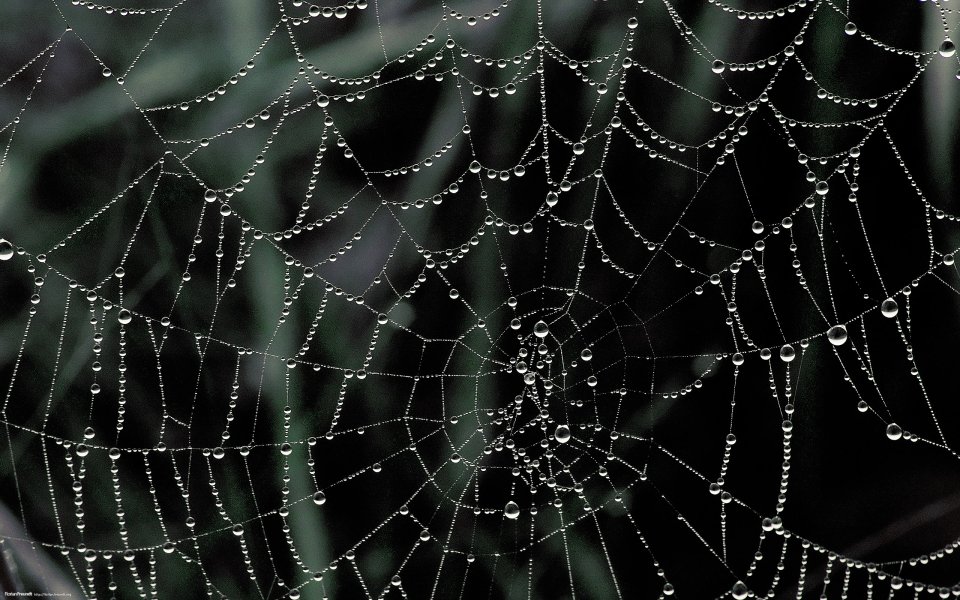 Morning Dew Covered Spider Web Macro Photography
