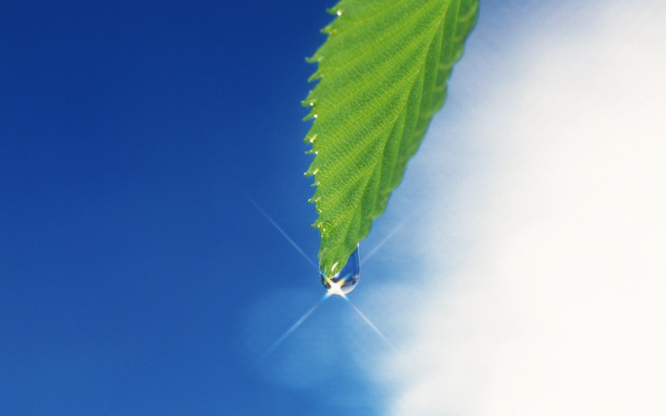 鲜绿叶尖垂落晶莹露珠 蓝天背景自然微距摄影