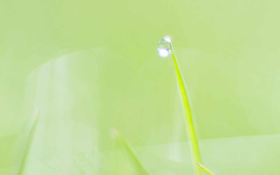 嫩绿草叶尖上的晶莹露珠清新微距摄影
