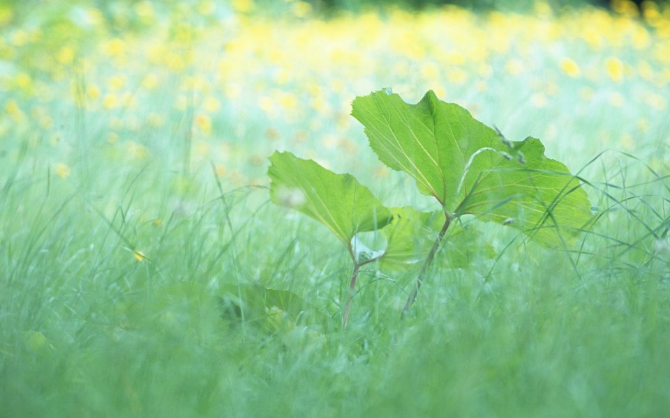 春日野草地鲜绿大叶清新自然摄影
