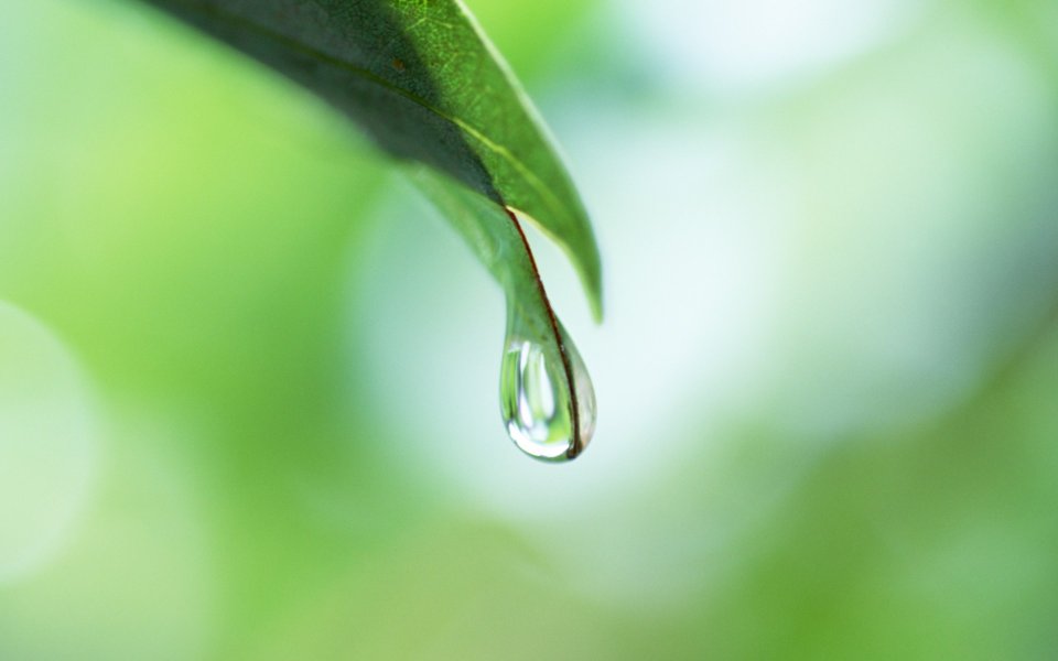 鲜绿叶尖悬挂的透明水滴微距特写