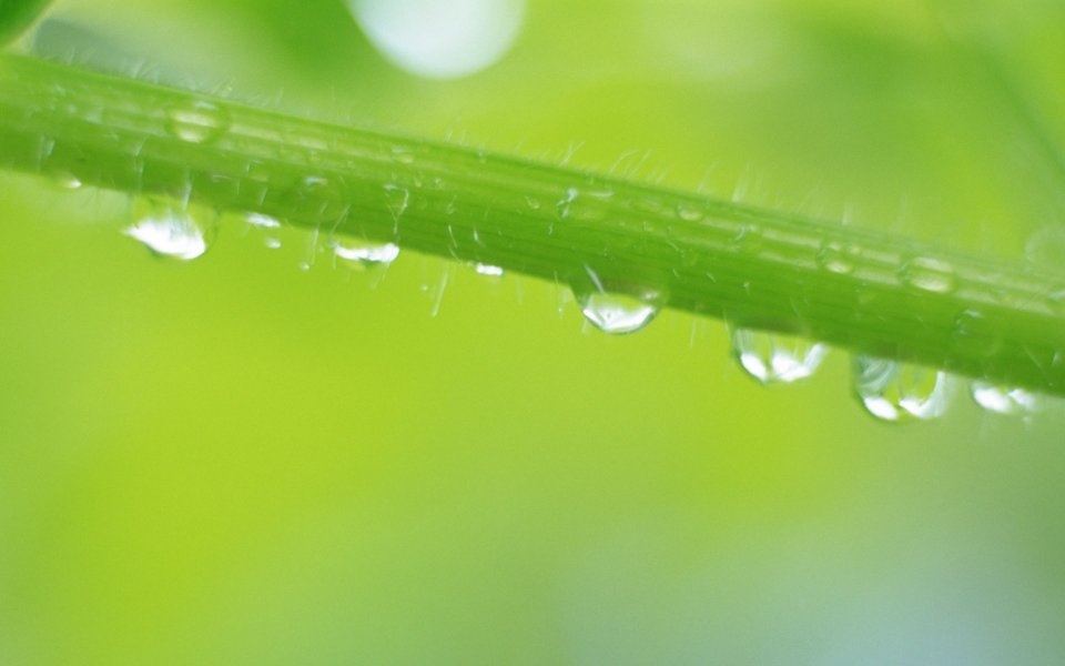 雨后鲜绿草茎晶莹水珠微距特写