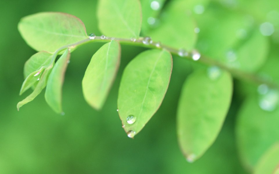 雨后嫩绿枝叶晨露微距特写 自然绿意壁纸