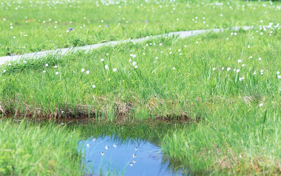 春日郊野青草地水洼倒影白色野花治愈风光