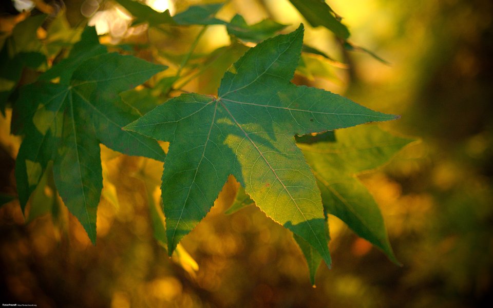 Golden Autumn Backlit Green Maple Leaf Closeup