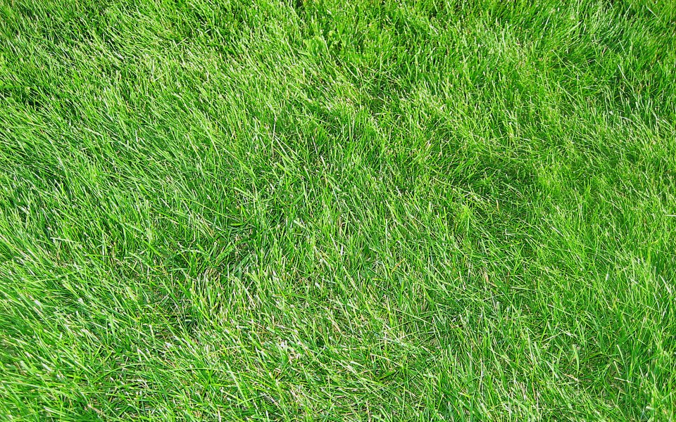 Bright Sunlight Fresh Green Lawn Closeup