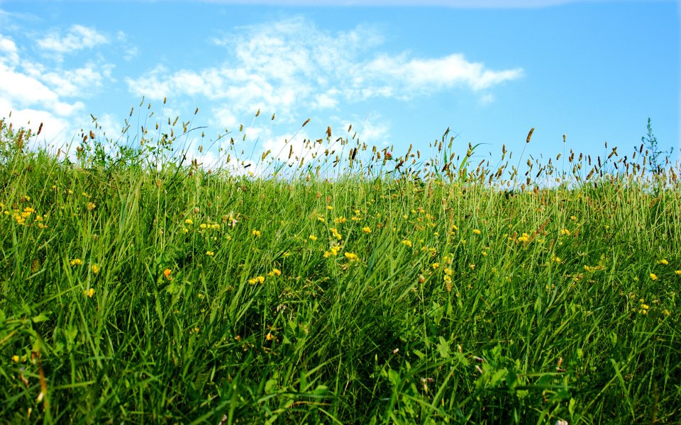 Summer Green Meadow Yellow Wildflowers Blue Sky Scenery