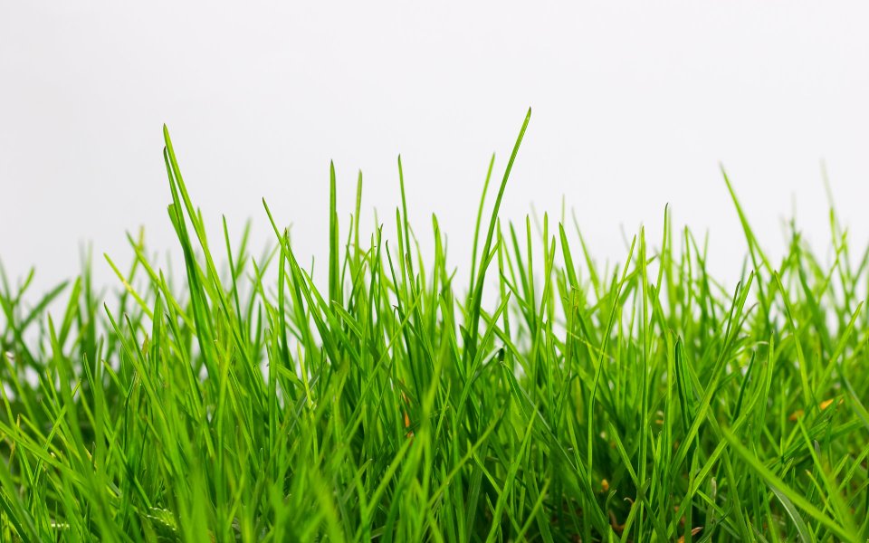 Fresh Green Grass Closeup On Plain White Background