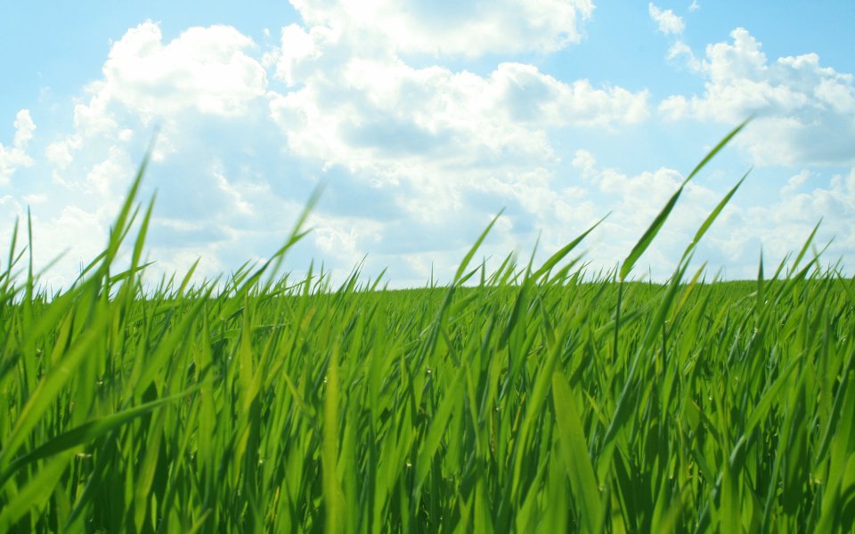 Low Angle Green Grass Blue Sky White Clouds Nature Scenery