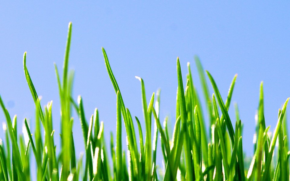 Fresh Green Grass Macro Closeup Under Clear Blue Sky