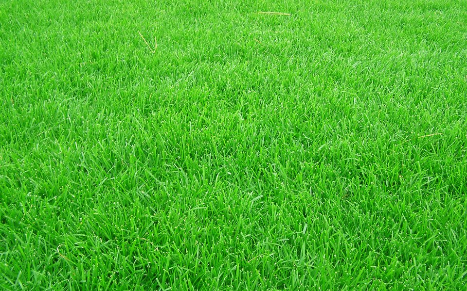 Vibrant Fresh Green Neat Lawn Closeup Photo