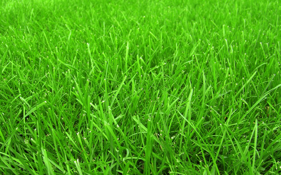 Dense Fresh Green Neat Lawn Closeup