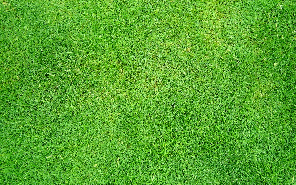 Bright Green Neat Lawn Closeup Texture Background