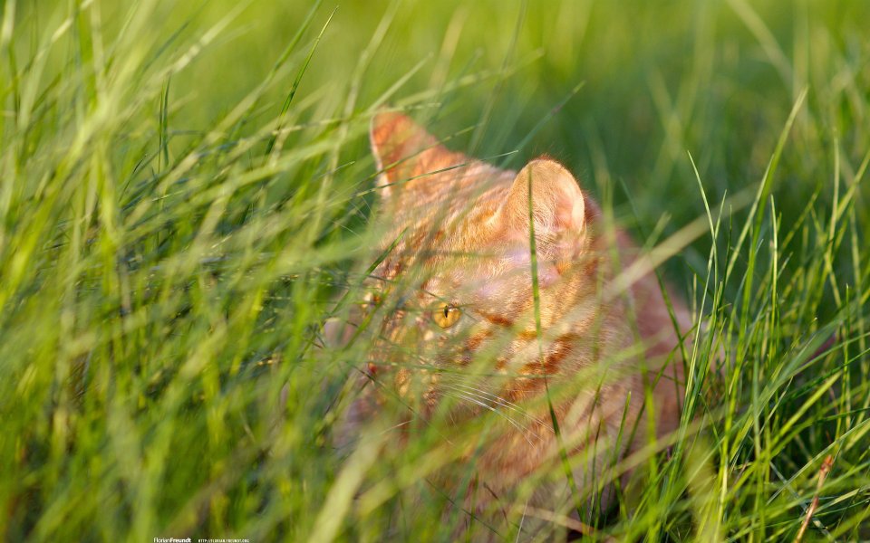 Ginger Tabby Cat Hiding In Sunny Green Grass