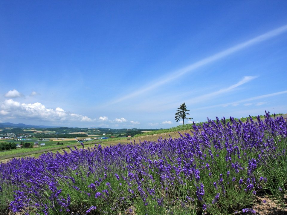 Hokkaido Summer Lavender Field Sunny Scenery