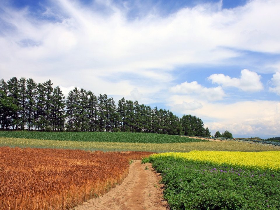 Hokkaido Summer Colorful Patchwork Farmland Landscape