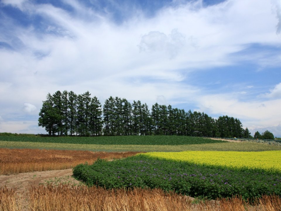 Hokkaido Summer Colorful Farmland Rural Landscape