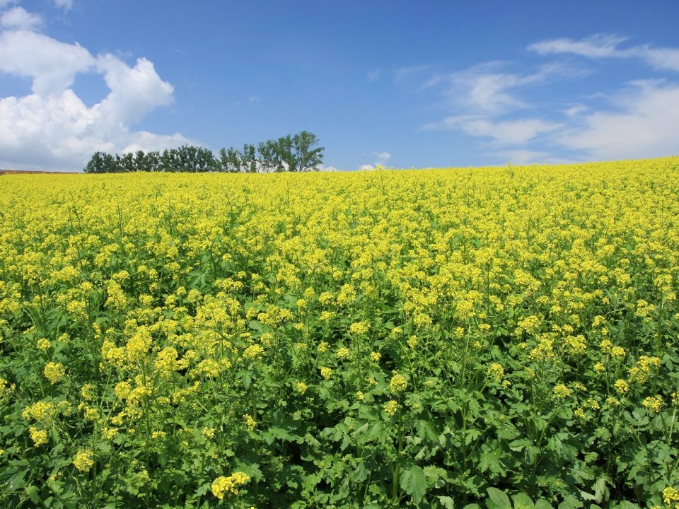 Hokkaido Summer Rapeseed Field Blue Sky Landscape