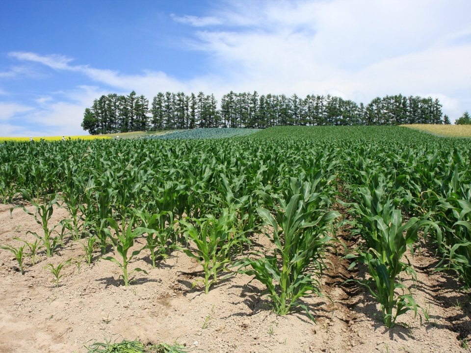 Hokkaido Summer Corn Field Rural Landscape