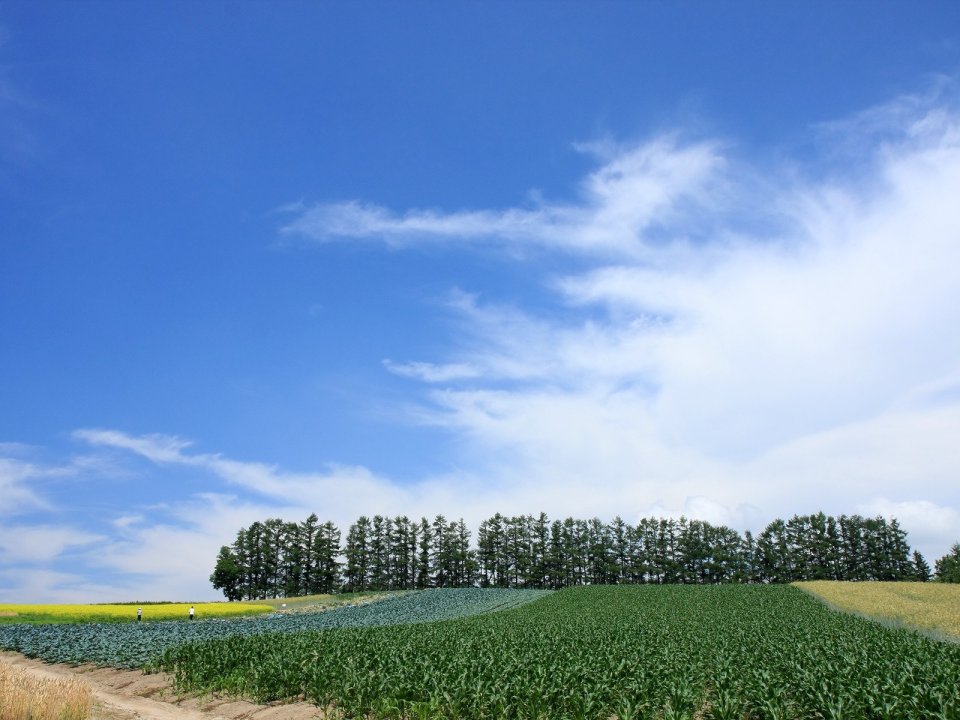 Hokkaido Summer Rural Field Landscape Under Blue Sky