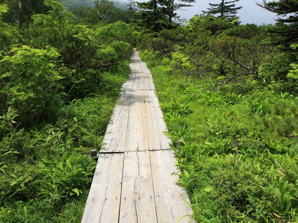 日本北海道夏季山野林间木质步道景观