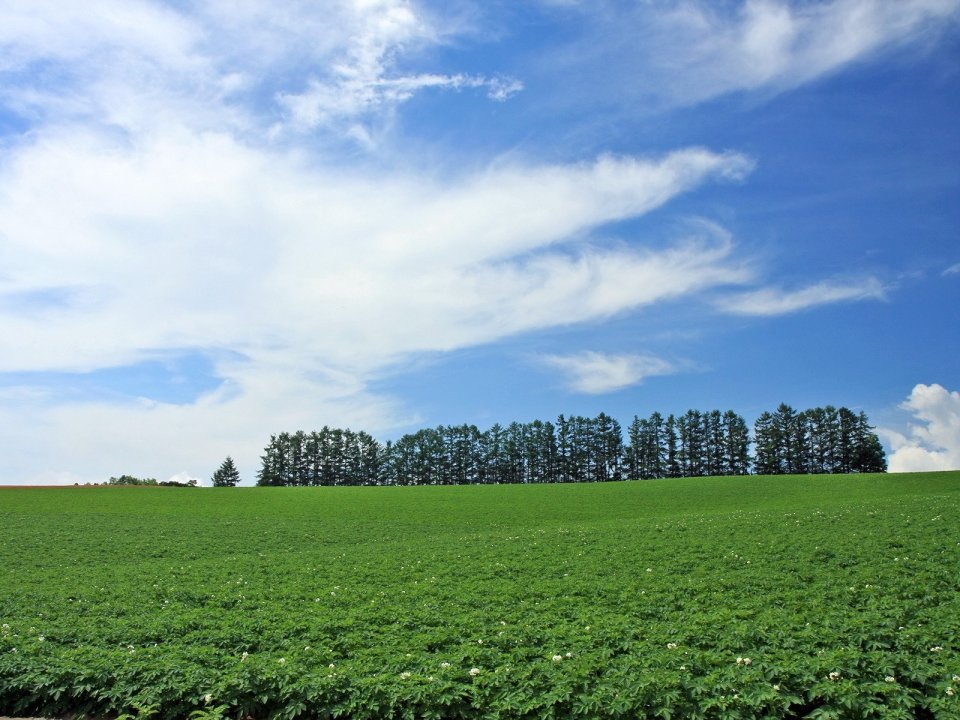 Japan Hokkaido Summer Green Farmland Blue Sky Scenery