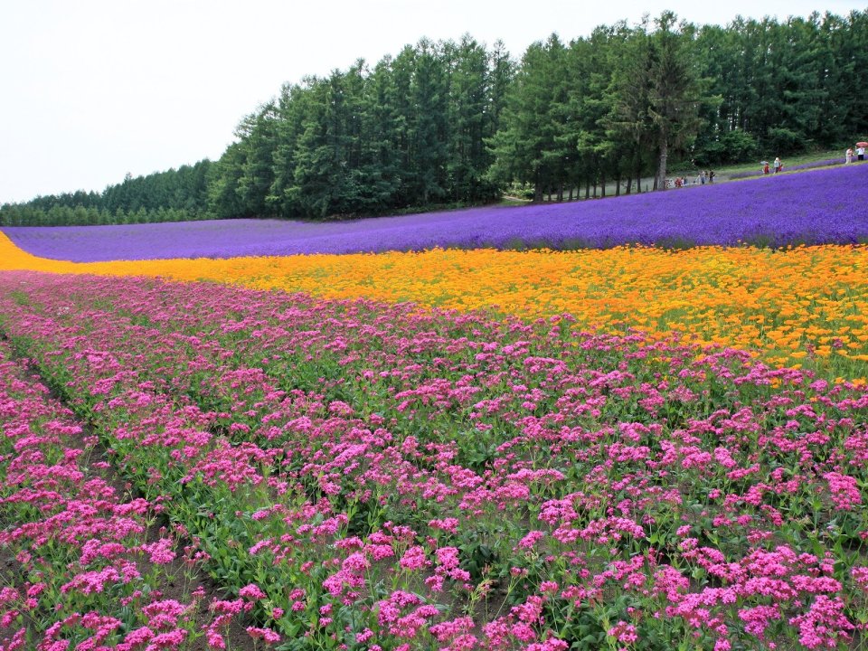 Hokkaido Japan Summer Lavender Colorful Flower Field